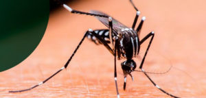 Como identificar o mosquito da Dengue