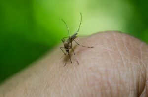 Dengue tipo 2: quais os sintomas