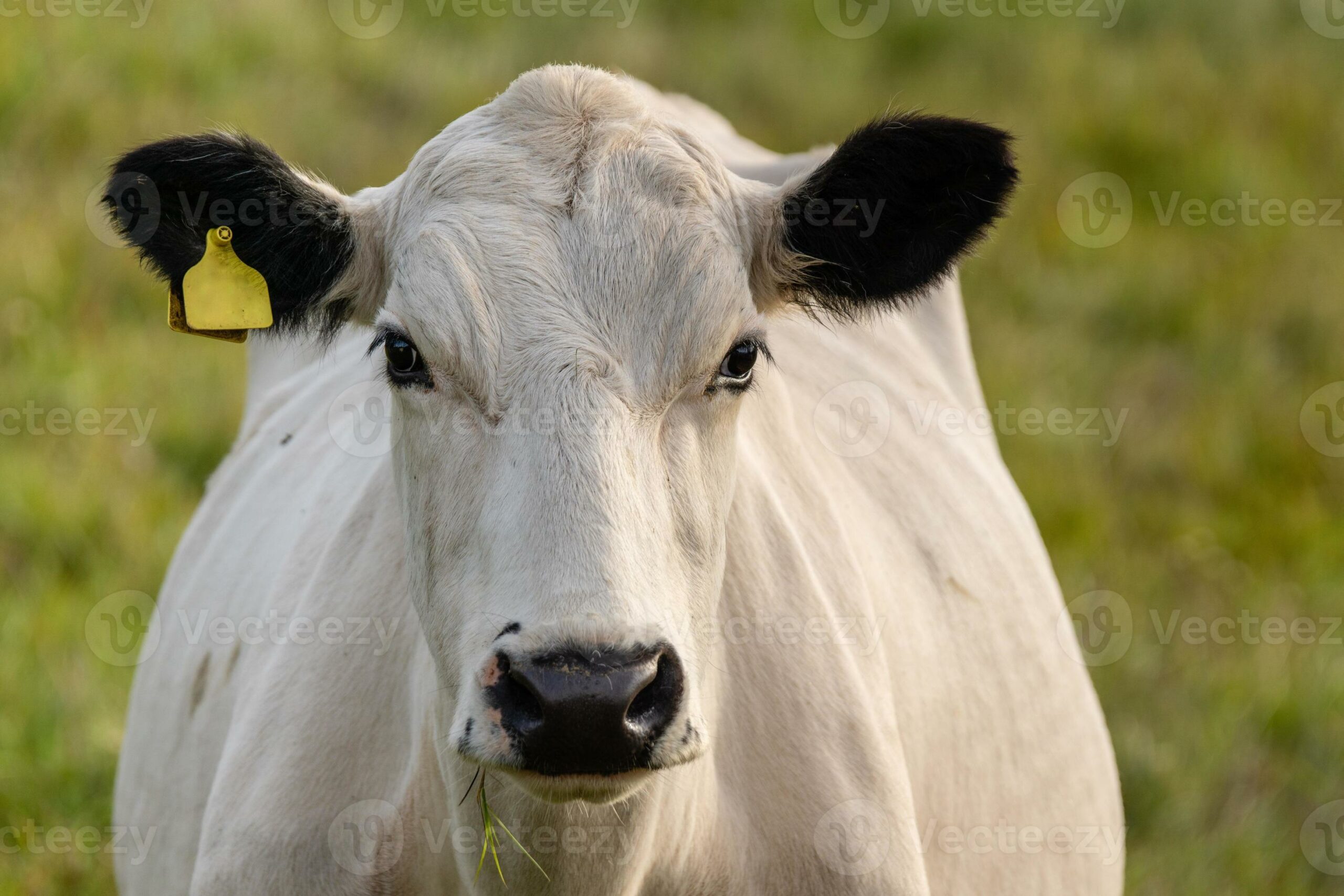 Significado Sonhar com Vaca Brava