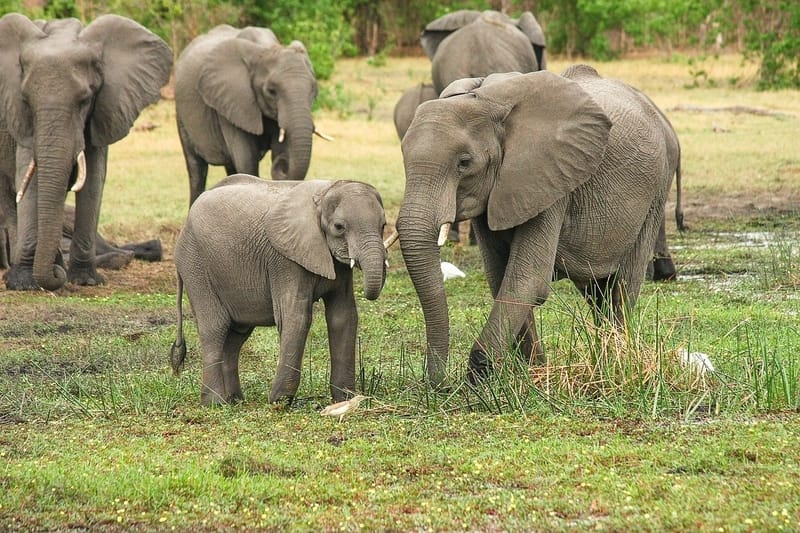 Significado sonhar com elefante