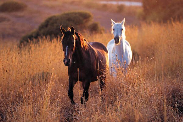 O que significa sonhar com cavalo - 