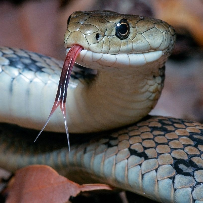 Qual é o significado de sonhar com cobra