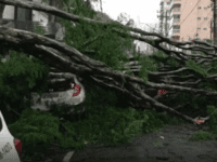 Motorista fica preso em carro após queda de árvore em Osasco